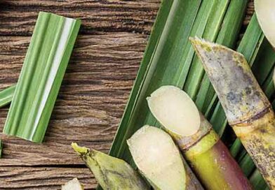 sugar molasses sugarcane ethanol bioenergy biofuels pressmud