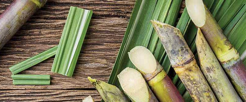 sugar molasses sugarcane ethanol bioenergy biofuels pressmud