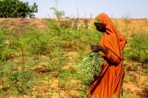 Ajooni Biotec, Avalon plunge together for Moringa processing in India
