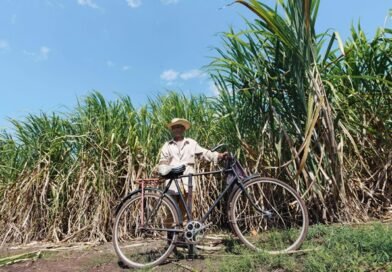 In India’s Ethanol Rush, Sugarcane Farmers Feel Neglected