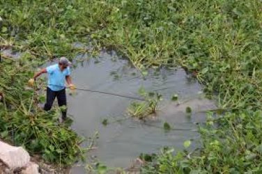 Transforming water weeds into biofuels: Kochi Water Metro unveils plan