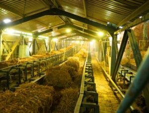 Green energy major SAEL aims procuring 20 lakh tonnes of paddy stubble biomass briquettes pellets paddy parali straw