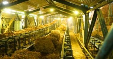 Green energy major SAEL aims procuring 20 lakh tonnes of paddy stubble biomass briquettes pellets paddy parali straw