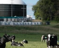 304 biogas plants convert food into energy - American Biogas Council (ABC) CBG biogas biofuels cow cattle dung