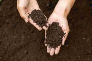 BPCL, FACT to trade organic fertilisers from Kochi CBG plant