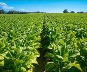 Bioethanol from ‘tobacco’ - Chinese scientists discover novel pathway