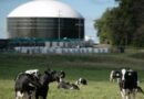 1 biogas cattle cow dairy cbg