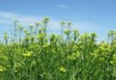 Bayer and bp to jointly scale camelina as intermediate crop for biofuels