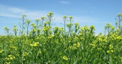 Bayer and bp to jointly scale camelina as intermediate crop for biofuels