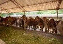 UTTAR PRADESH Ghazipur to get 1000 biogas plants across cow shelters