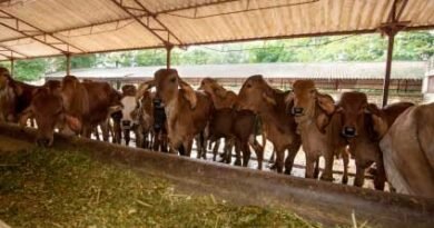 UTTAR PRADESH Ghazipur to get 1000 biogas plants across cow shelters