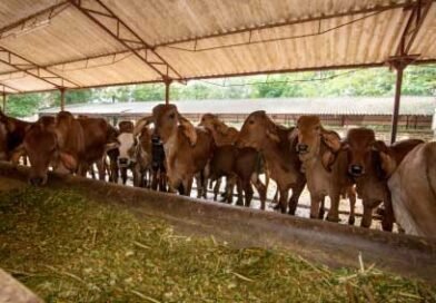 UTTAR PRADESH Ghazipur to get 1000 biogas plants across cow shelters