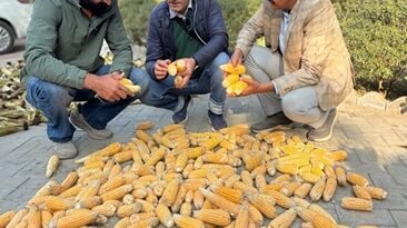 FOOD VS FUEL - Ethanol pushing up egg prices maize
