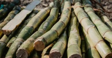 UP Sugar Mills (UPSMA) rejects ethanol diversion as cause of sugar shortage sugarcane