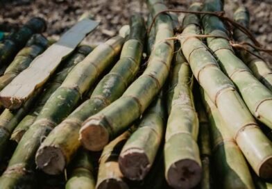 UP Sugar Mills (UPSMA) rejects ethanol diversion as cause of sugar shortage sugarcane