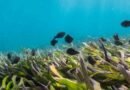 Karnataka approves Marine Biotechnology Policy with Rs 120 crore outlay