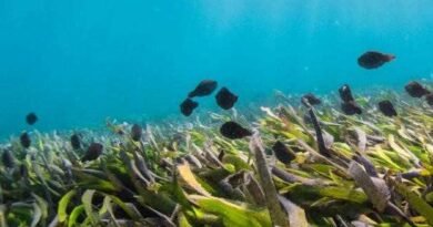 Karnataka approves Marine Biotechnology Policy with Rs 120 crore outlay